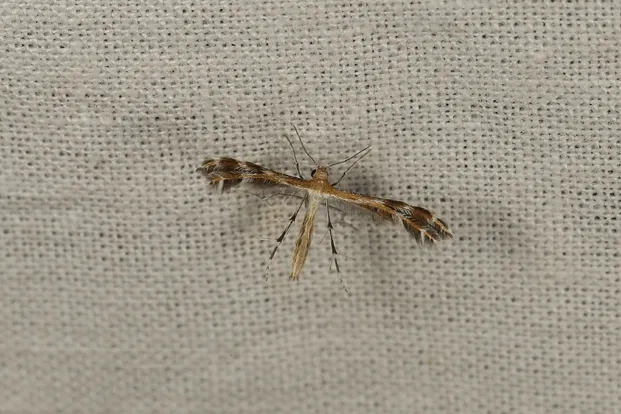 Stangeia xerodes