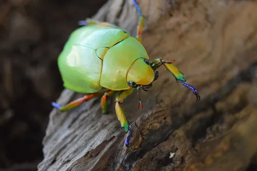 クリシナ・マクロプス (Chrysina macropus) - Picture Insect