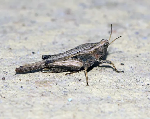 Slender ground hopper