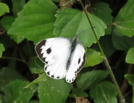 タイワンモンシロチョウ（台湾紋白蝶） (Pieris canidia) - Picture Insect