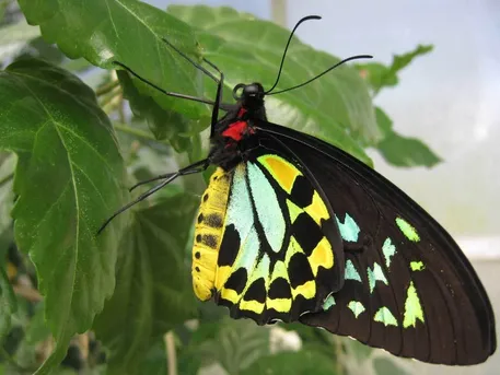 メガネトリバネアゲハ (Ornithoptera priamus) - Picture Insect メガネトリバネアゲハ (Ornithoptera priamus) - Picture Insect