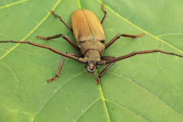 Grain support beetle