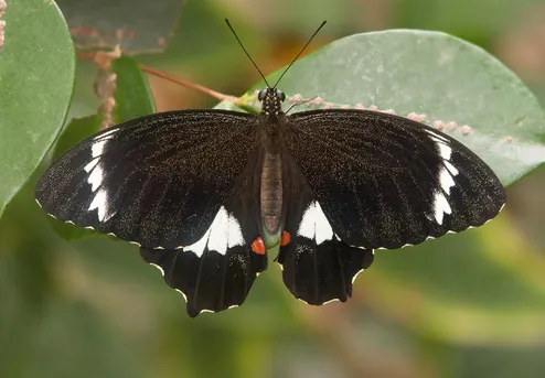 メスアカモンキアゲハ (Papilio aegeus) - Picture Insect