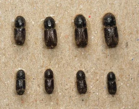 Double-spined bark beetle