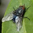 Calliphora vicina