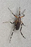 Mosquito gigante