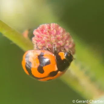 Coccinella transversalis Coccinella transversalis Picture Insect