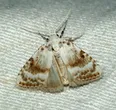Kent Black Arches