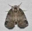 Sleeping baileya moth