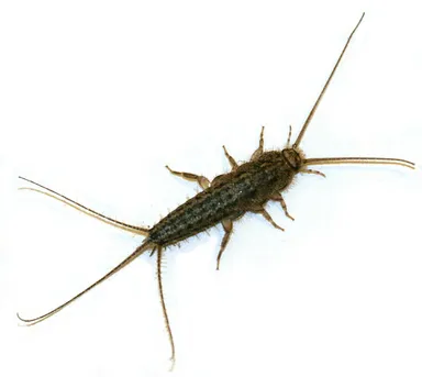 Four-lined silverfish (Ctenolepisma lineata) - Picture Insect