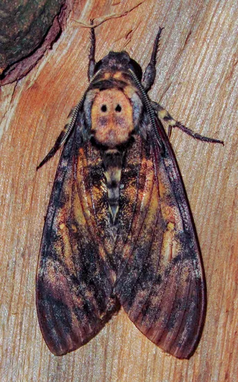 メンガタスズメ(面形天蛾) (Acherontia styx) - Picture Insect