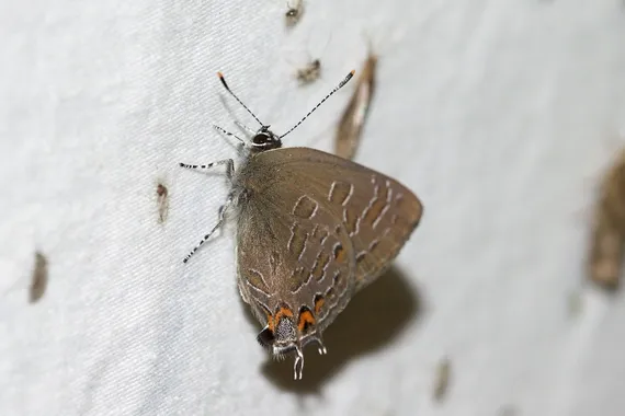 Striped Hairstreak