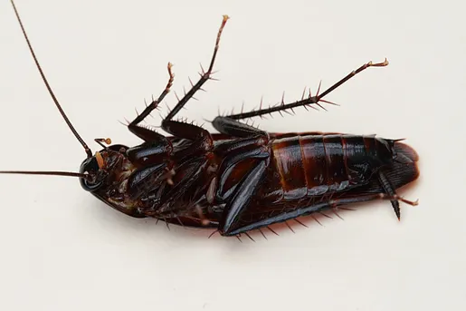 Perilantna Cockroach Giant Cockroach Periplaneta Fuliginosa Bugguidenet