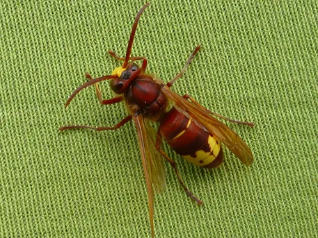オリエントスズメバチ (Vespa orientalis) - Picture Insect