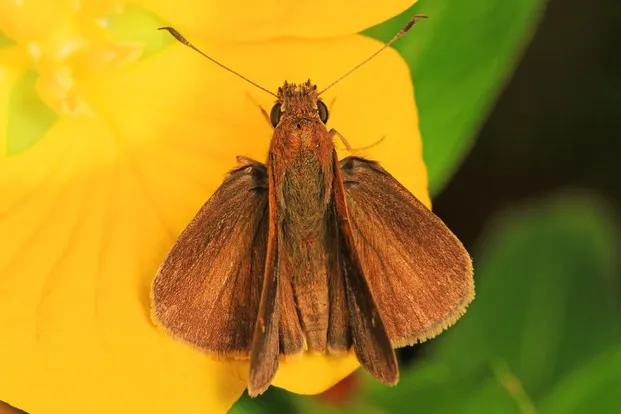 Three-spotted skipper