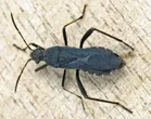 Alydus calcaratus