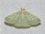 Chlorochlamys chloroleucaria