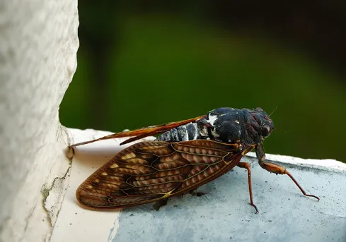 アブラゼミ（油蟬） (Graptopsaltria nigrofuscata) - Picture Insect