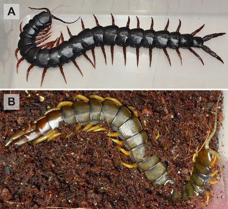 Scolopendra cingulata