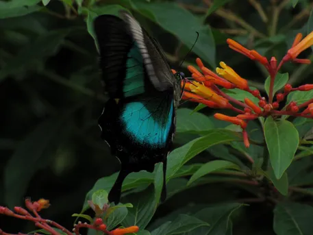ブッダオビクジャクアゲハ (Papilio buddha) - Picture Insect