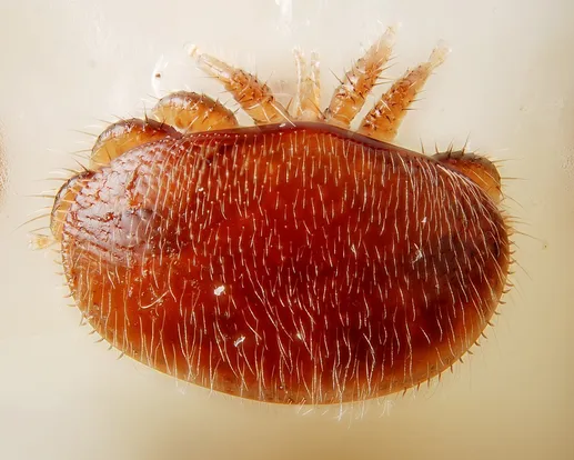 Varroa destructor