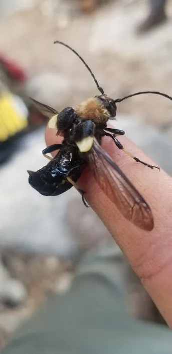 昆虫標本 ハチカミキリ Ulochaetes vacca 雌　中国 Ulochaetes leoninus (Ulochaetes leoninus) - Picture Insect
