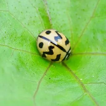 ダンダラテントウ (Cheilomenes sexmaculata) - Picture Insect