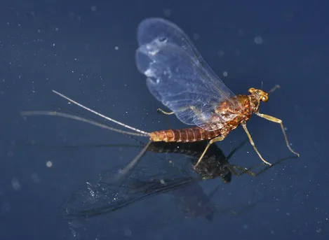 イグニタマダラカゲロウ (Serratella ignita) - Picture Insect