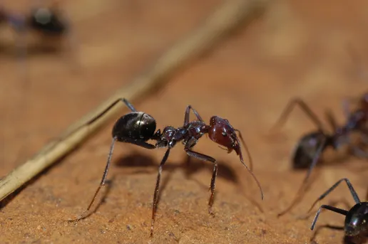 Iridomyrmex purpureus (Iridomyrmex purpureus) - Picture Insect