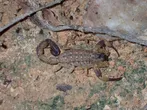 Chinese swimming scorpion