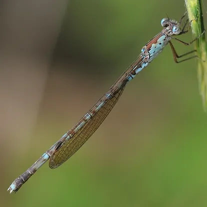 Calopteryx atrata