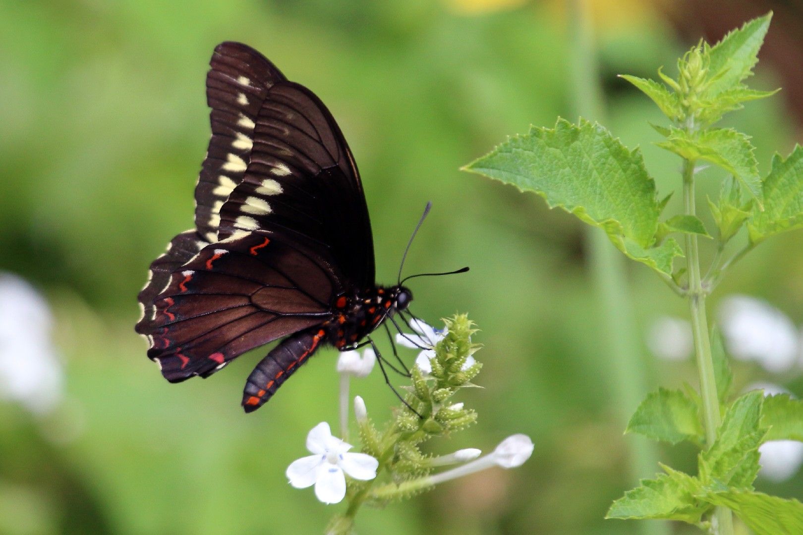 マエオビジャコウアゲハ マエオビジャコウアゲハ マエオビジャコウアゲハ マエオビジャコウアゲハ