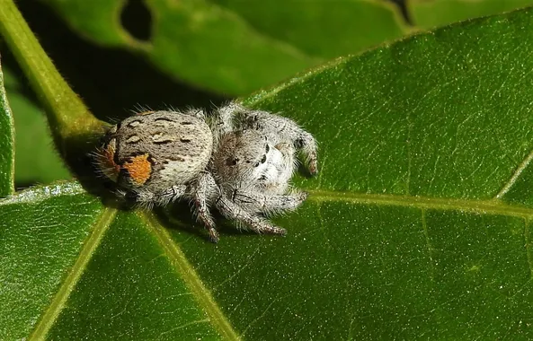 Paraphidippus fartilis