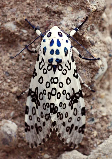 Mariposa-leopardo-gigante