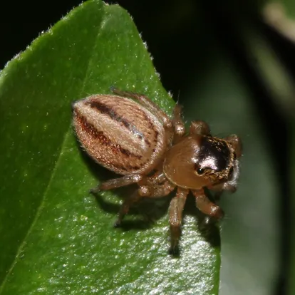 Maratus scutulatus