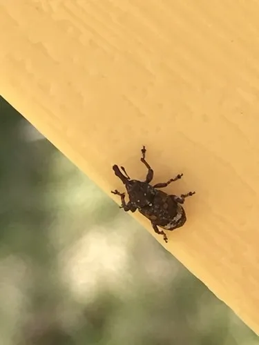 White pine weevil