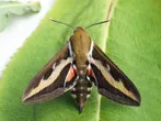 Bedstraw hawk-moth