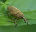 Rhubarb curculio