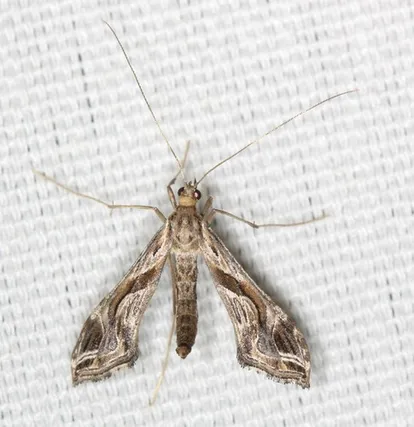 Pegador de las hojas del ají