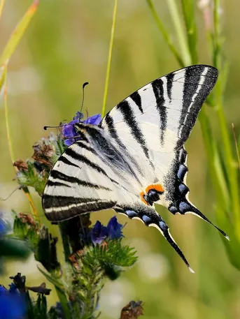 ヨーロッパタイマイ (Iphiclides podalirius) - Picture Insect