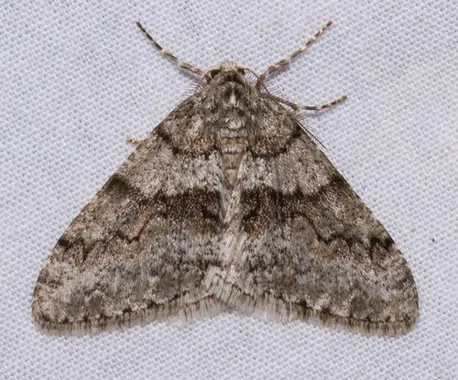 Toothed phigalia