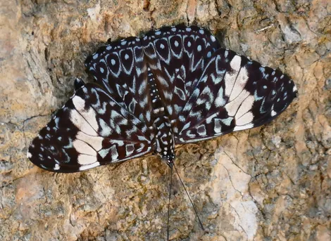 ウラベニカスリタテハ (Hamadryas amphinome) - Picture Insect