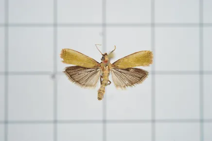 Volobilis chloropterella