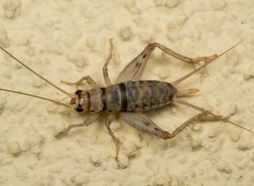 Tropical house cricket