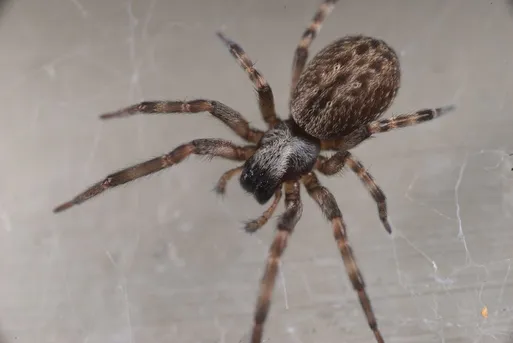 ハルカガケジグモ (Badumna longinqua) - Picture Insect