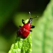 Leaf-rolling weevil