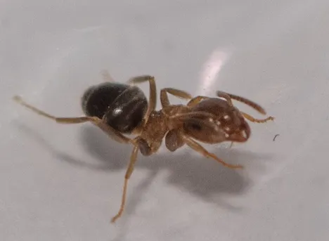 Pharaoameise (Monomorium pharaonis) - Picture Insect