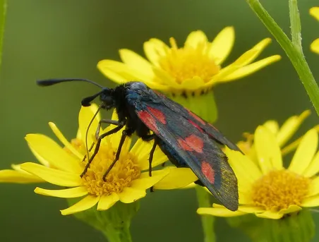 Gitanilla de cinco puntos (Zygaena trifolii) - Picture Insect
