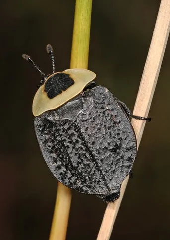 necrophila Necrophila americana (Necrophila americana) - Picture Insect