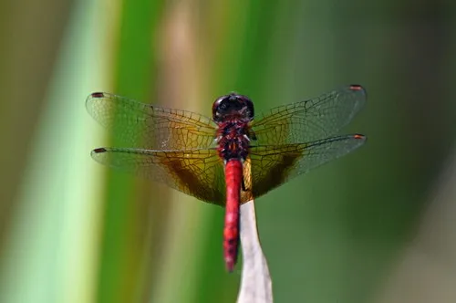 Band-winged meadowhawk
